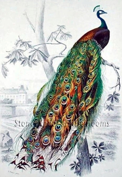peacock cross stitch